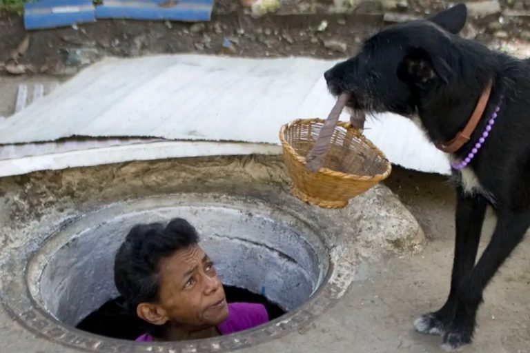 Guard dog Blackie rests outside couple’s sewer entrance